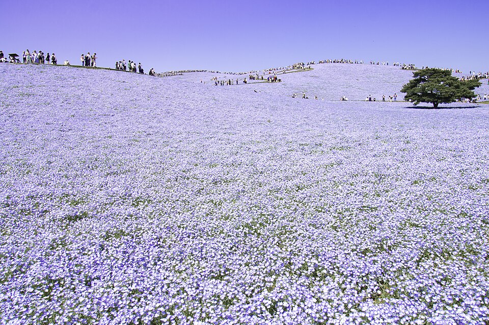 ฮิตาชิซีไซด์พาร์ก — Hitachi Seaside Park