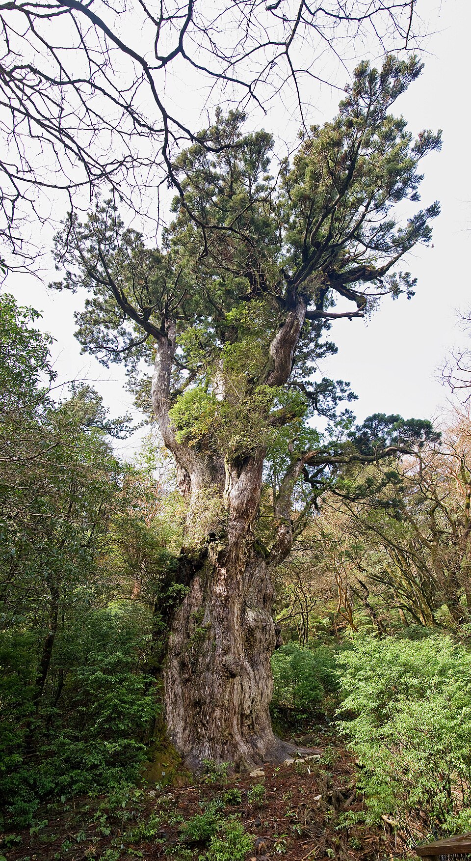 ยาคุชิมะ — Yakushima