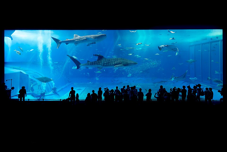 เกาะหลักโอกินาวะ — Okinawa Churaumi Aquarium