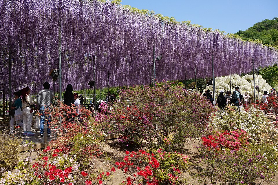 สวนดอกไม้อาชิคางะ — Ashikaga Flower Park